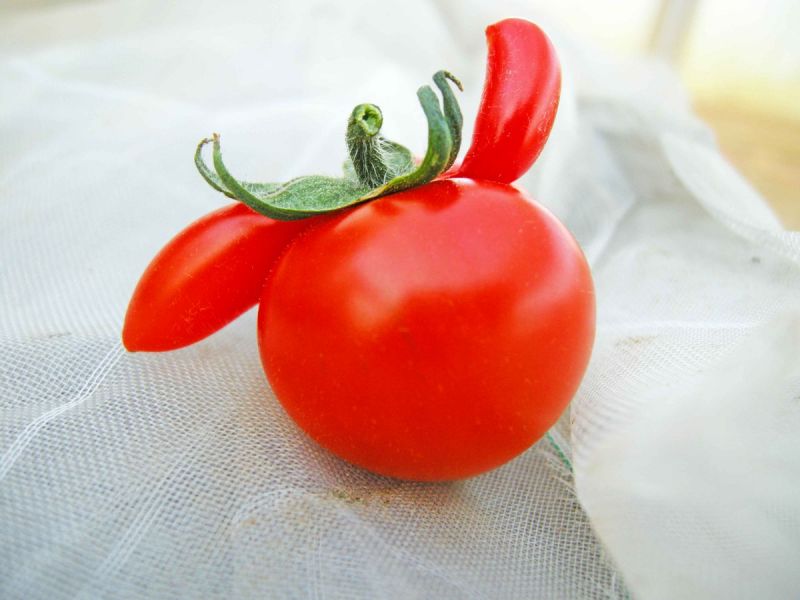 tomato